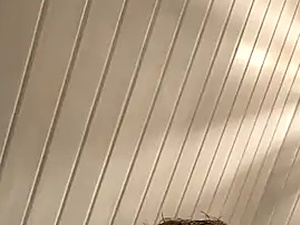 BoyDani_2004