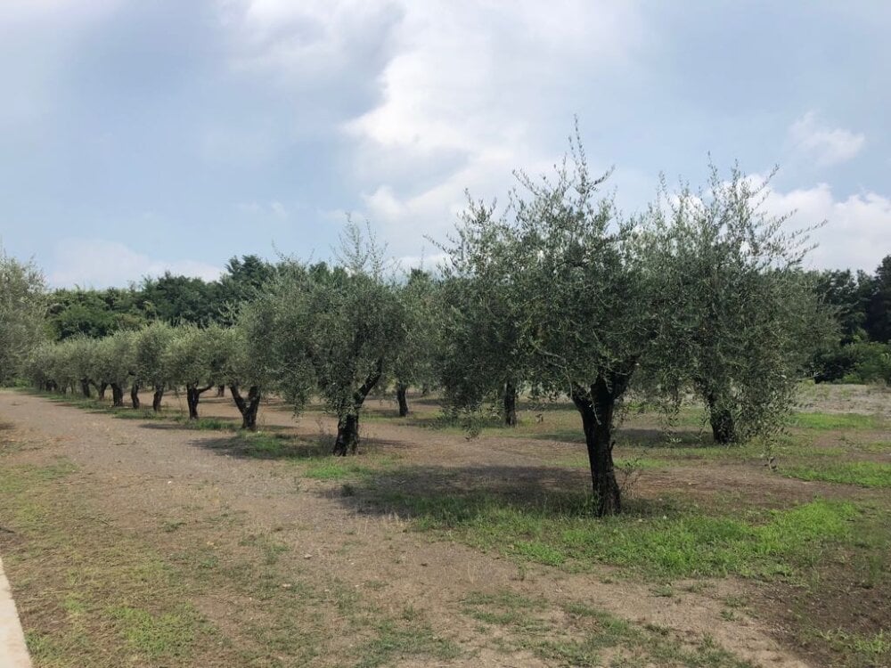 Brandonn1989amateur Chatroom