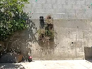 aleoconner