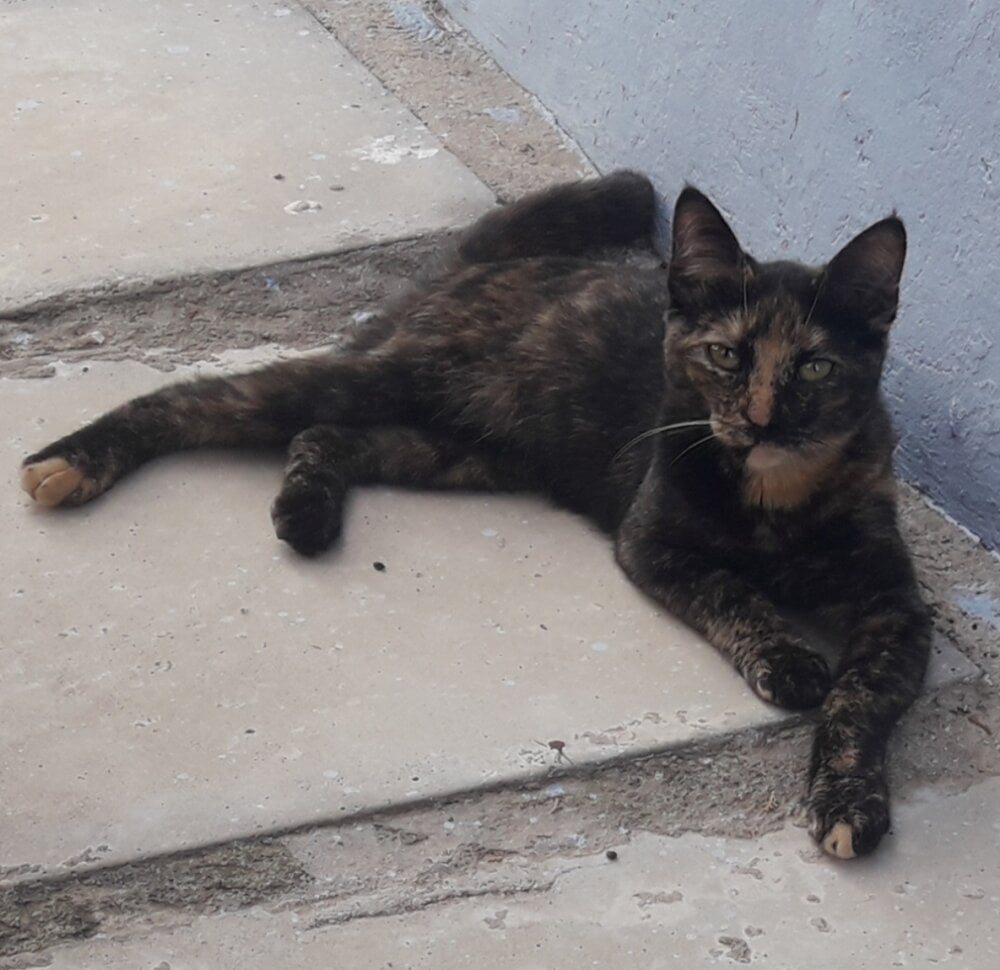 everbrazilianpr Chatroom