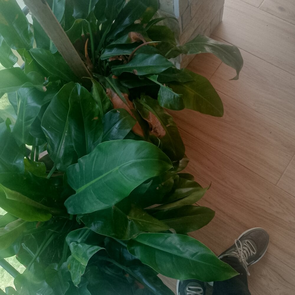 skinny_Gabriel Chatroom